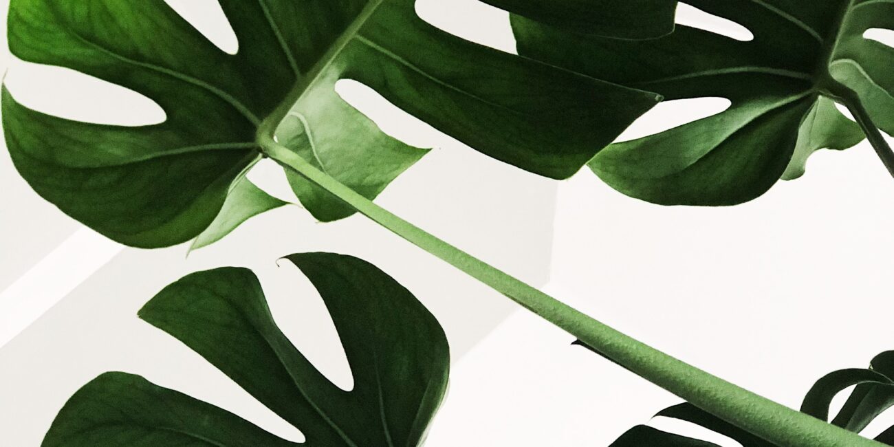 chris-lee-70l1tDAI6rM-unsplash